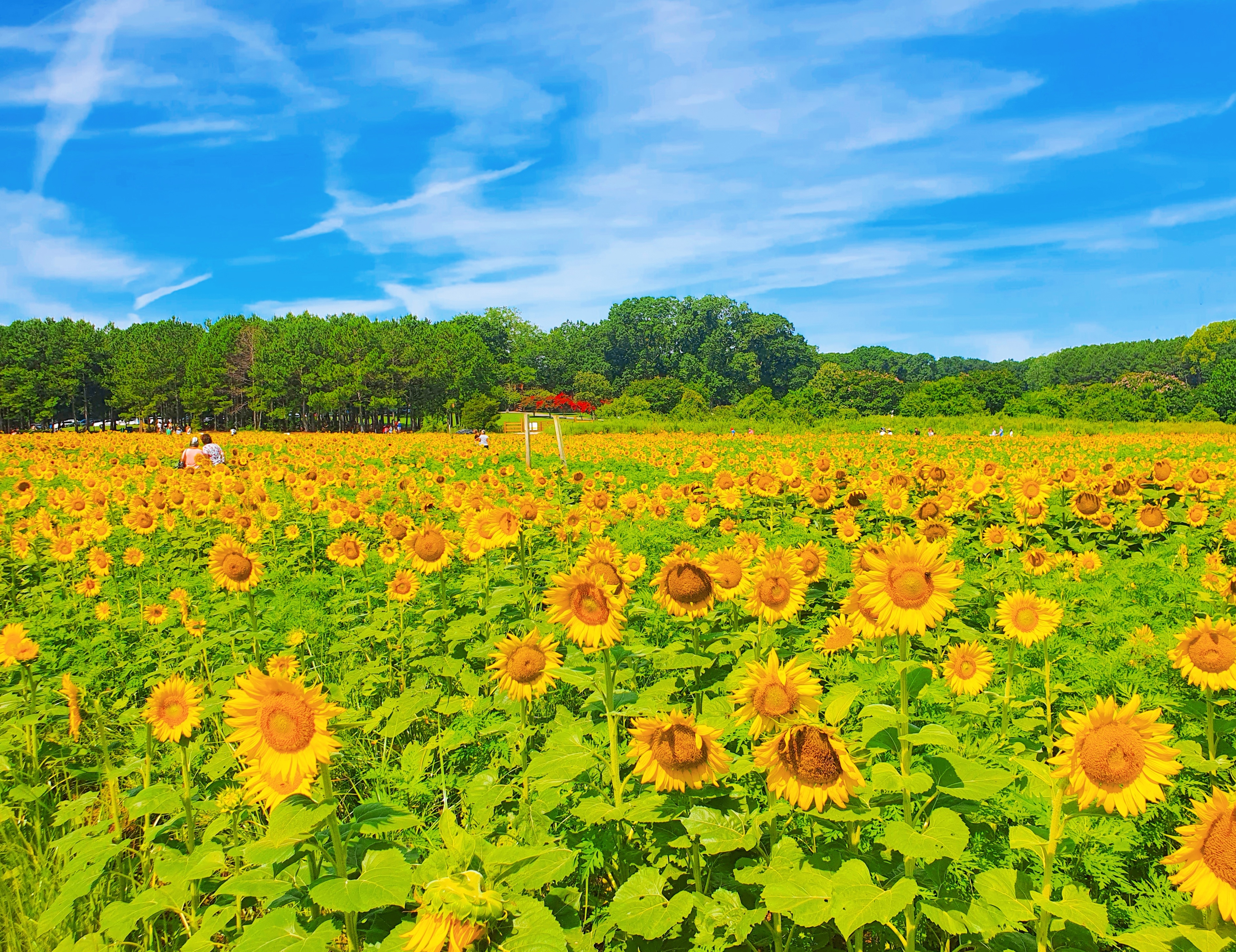 sunflower